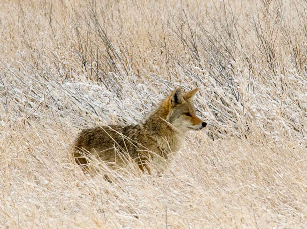 coyote-in-snow-special