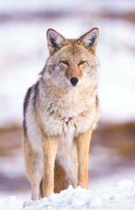 photo by Jerry Mercier
