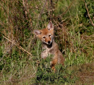 photo by Jan Myers