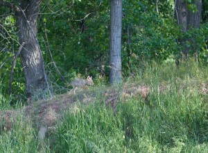 photo by Bill Meikle