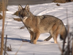 Maine coyote 2