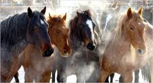 WILD MUSTANGS