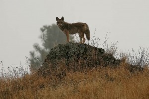 photo by Jan Myers