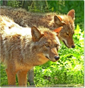 photo by Christine Hanrahan