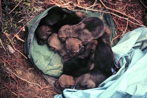 Coyote pups ~ research photo of Dr. Dan Harrison