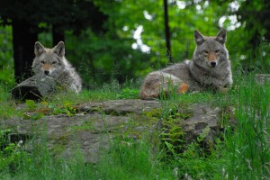 Coyote Mates photo by Jacques Tournel 