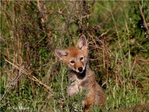 Coyote Matters photo Jan Myers