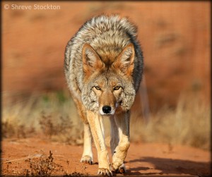 Coyote by Shreve Stockton