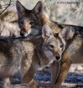 photo by Jim Hackley