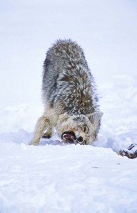 photo by Jerry Mercier