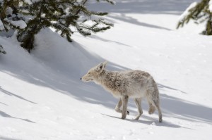 photo by Tim Springer