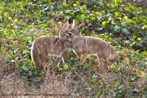 photo by Janet Kessler