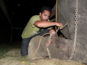 Raju being freed of chains