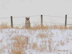photo by Dave Conlin